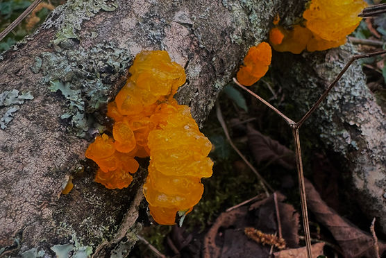 UK Fungus Day - Find-a-Fungus's Journal · iNaturalist